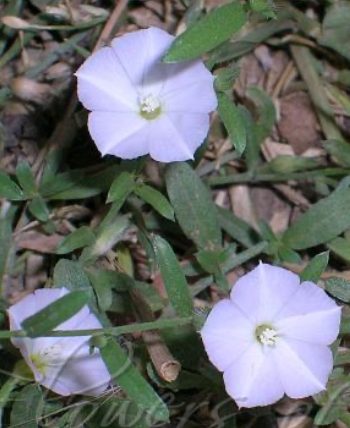 Shankhapushpi