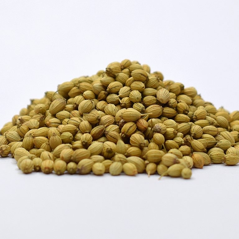 Coriander Coriandrum sativum, Dhanyak, Indian spice