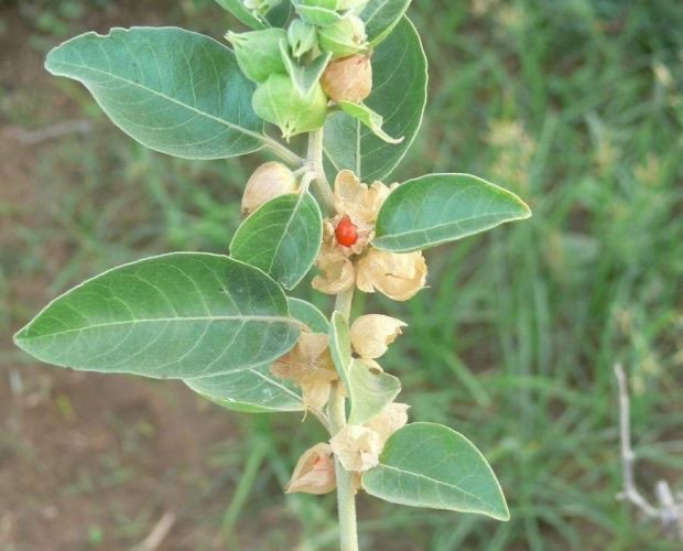 Ashwagandha